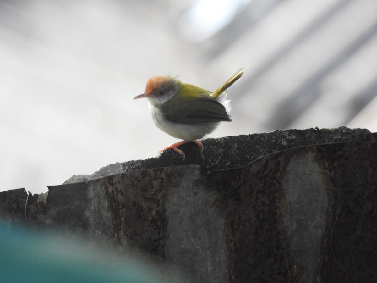 Common Tailorbird - Athula Edirisinghe