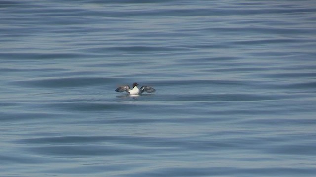 Thick-billed Murre - ML270060251
