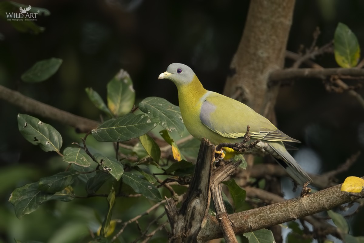 Yellow-footed Green-Pigeon - ML270060371
