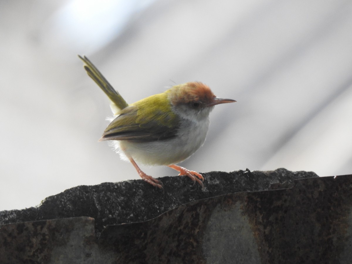 Common Tailorbird - Athula Edirisinghe