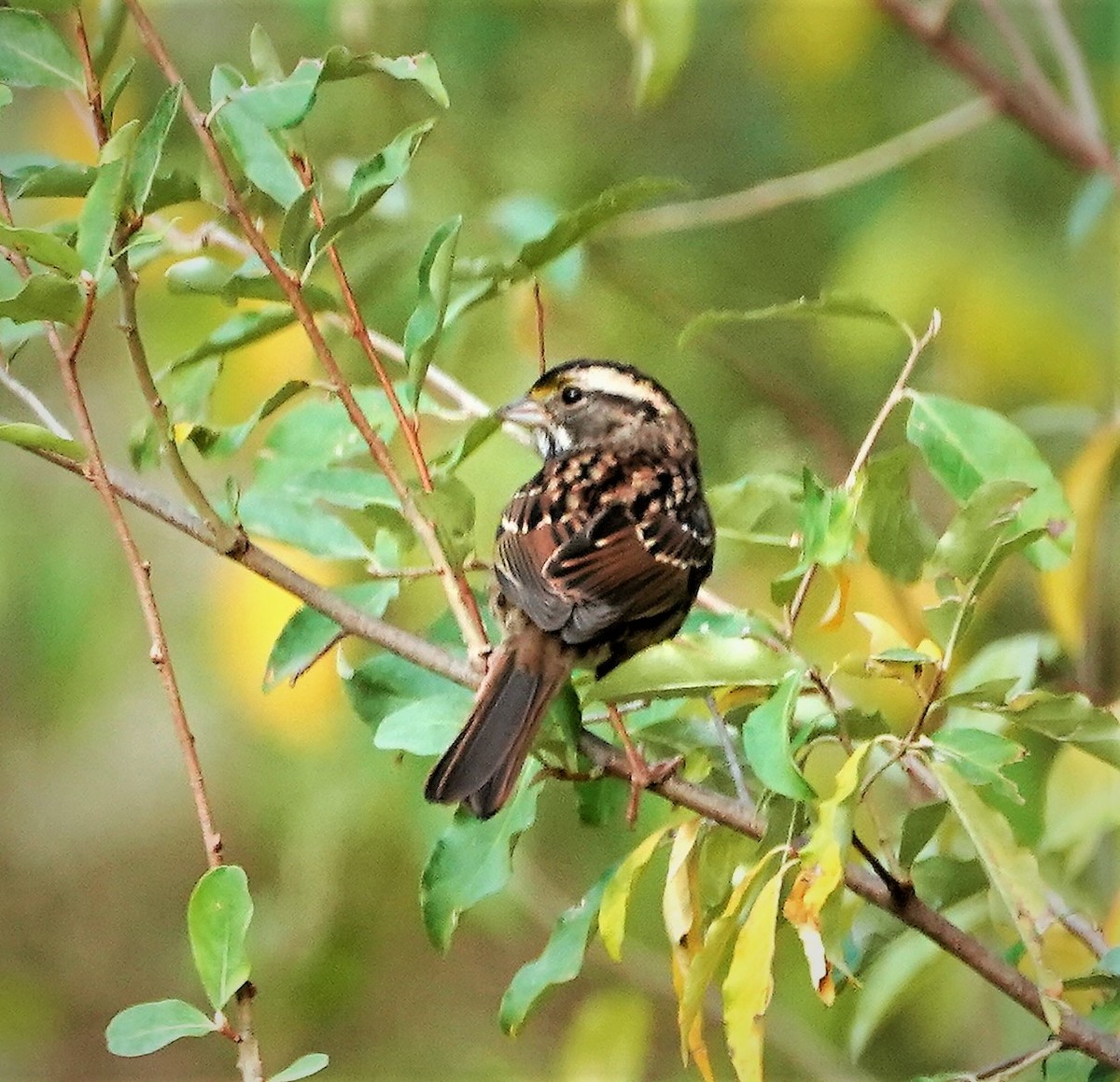 White-throated Sparrow - Jeffrey Jones