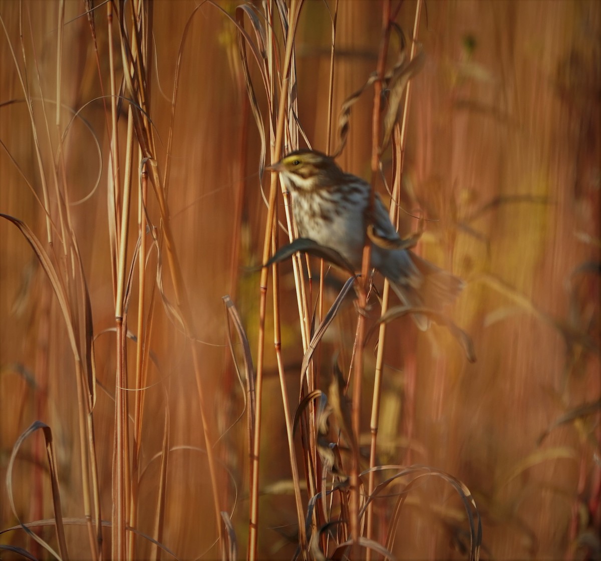Savannah Sparrow - Jeffrey Jones