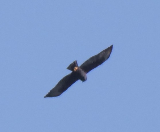 Short-tailed Hawk - ML270060861