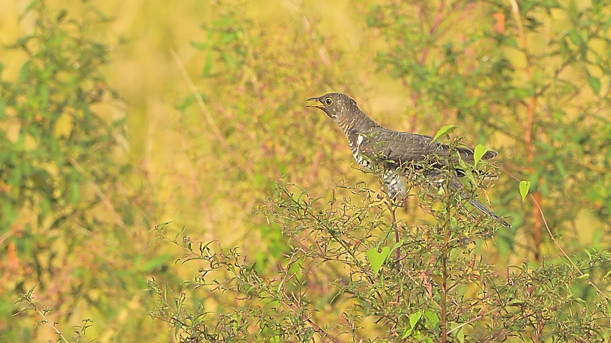 Common Cuckoo - xiwen CHEN
