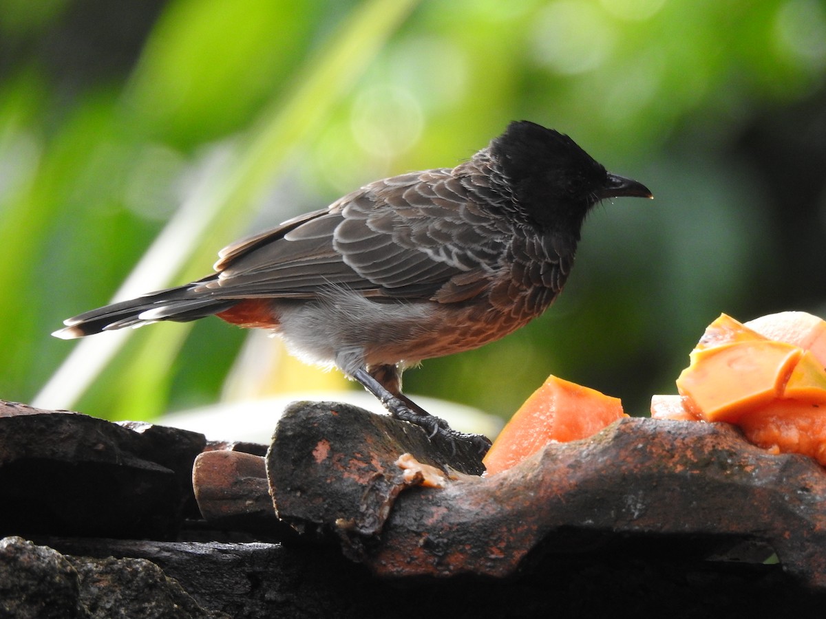 Red-vented Bulbul - ML270060891
