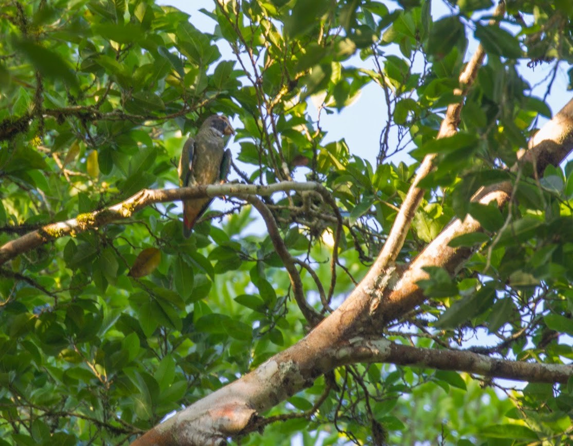 White-crowned Parrot - ML270061021