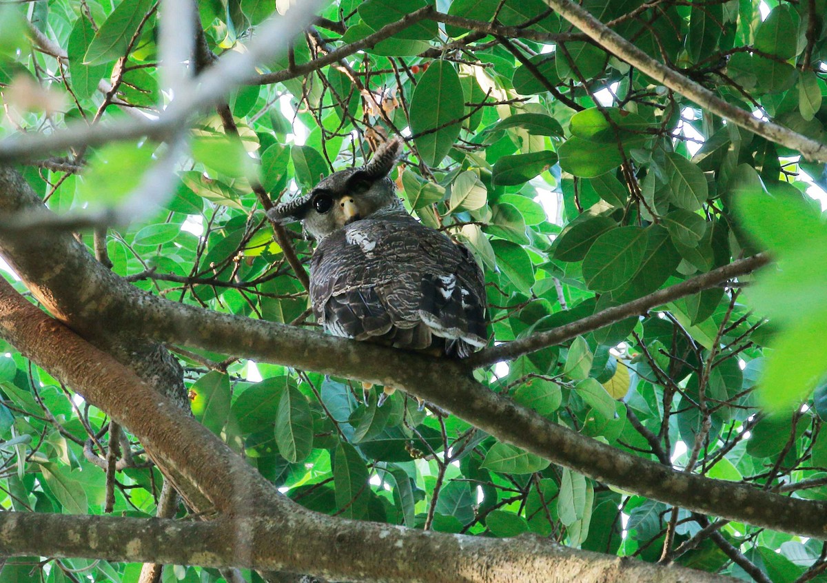 Barred Eagle-Owl - Neoh Hor Kee