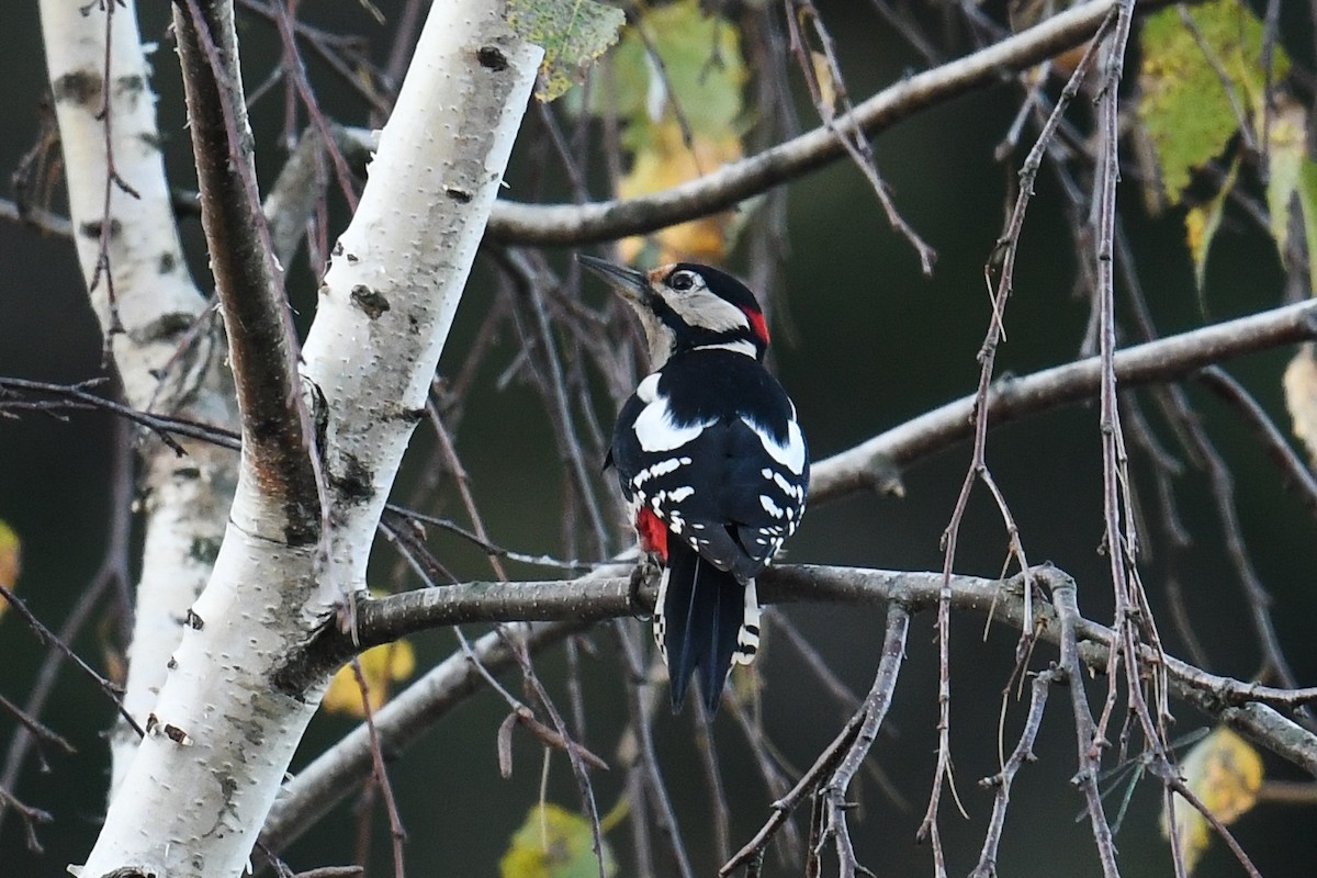 Great Spotted Woodpecker - Maryse Neukomm