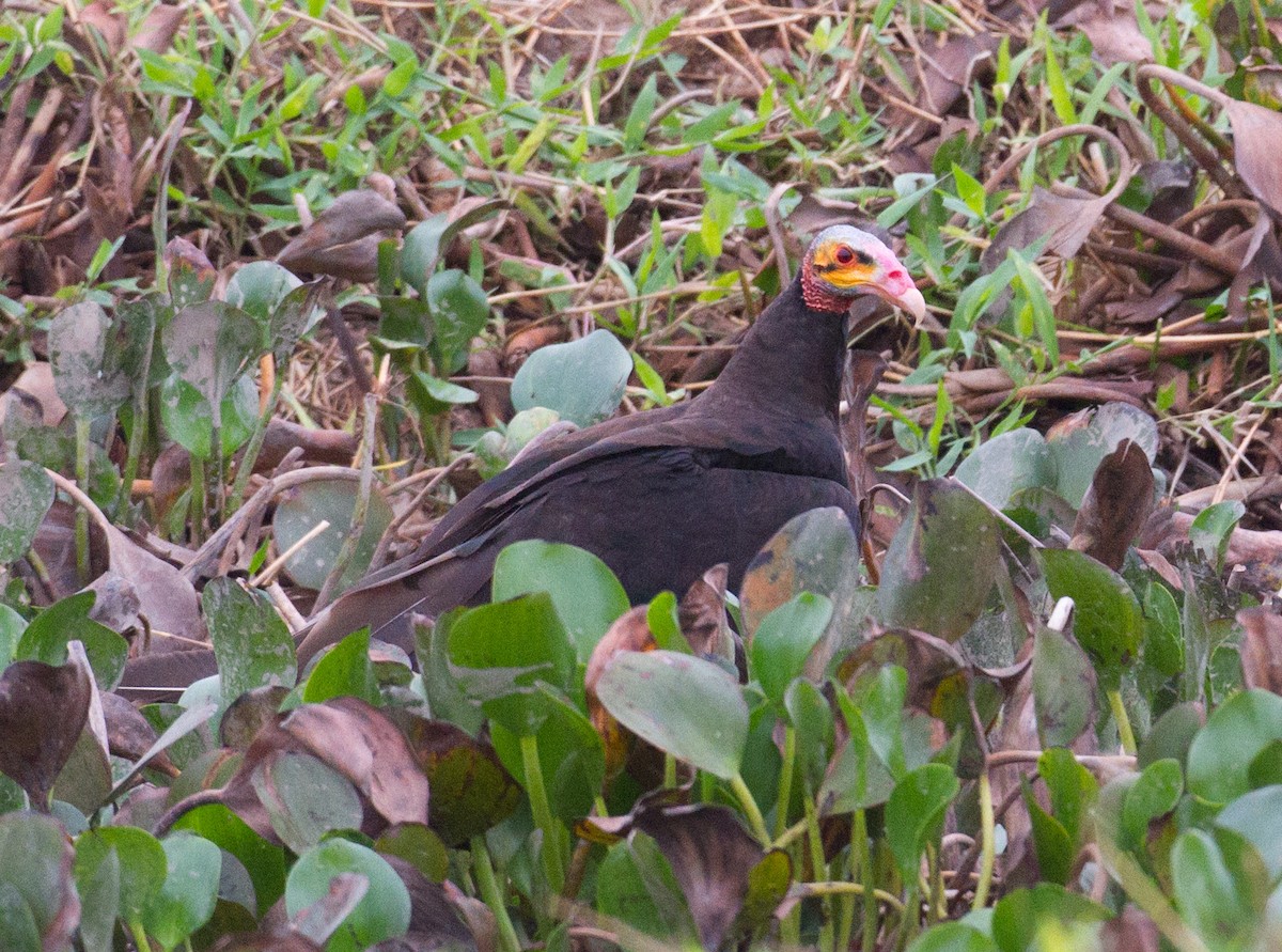 Greater Yellow-headed Vulture - José Martín