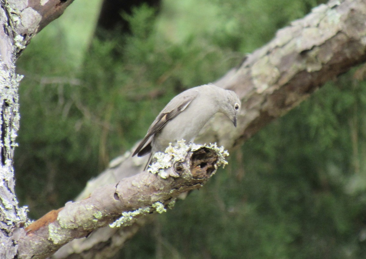 Townsend's Solitaire - Ed Blitch