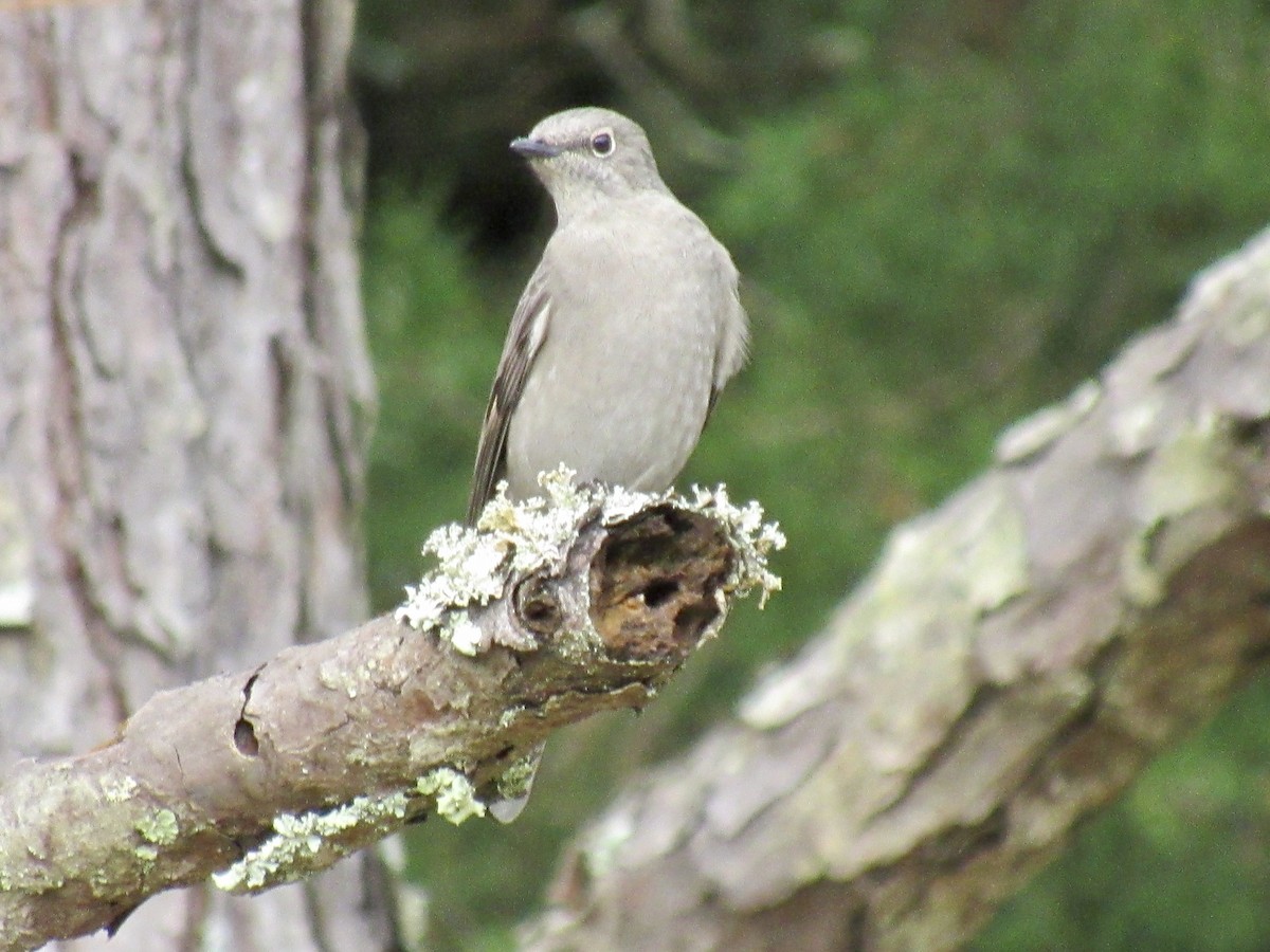 Townsend's Solitaire - ML270078731