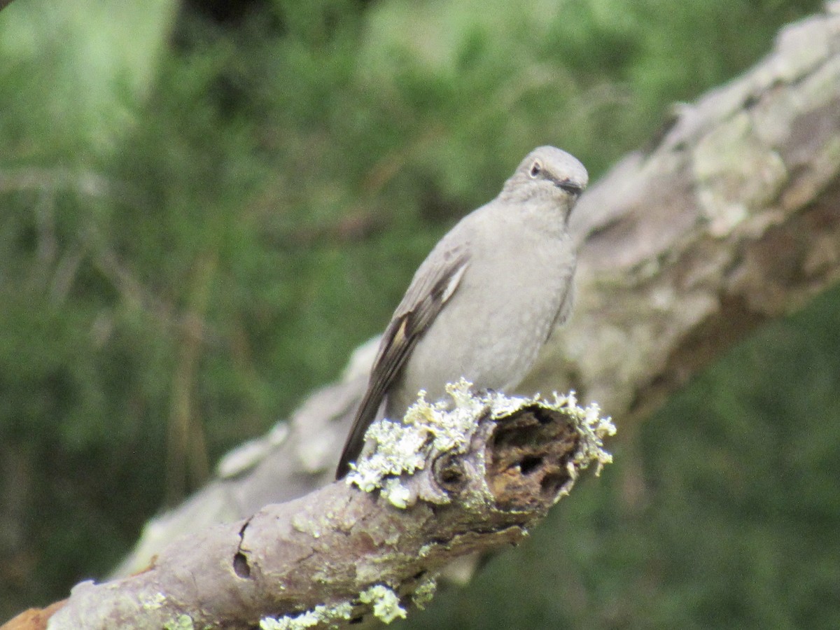 Townsend's Solitaire - ML270078791