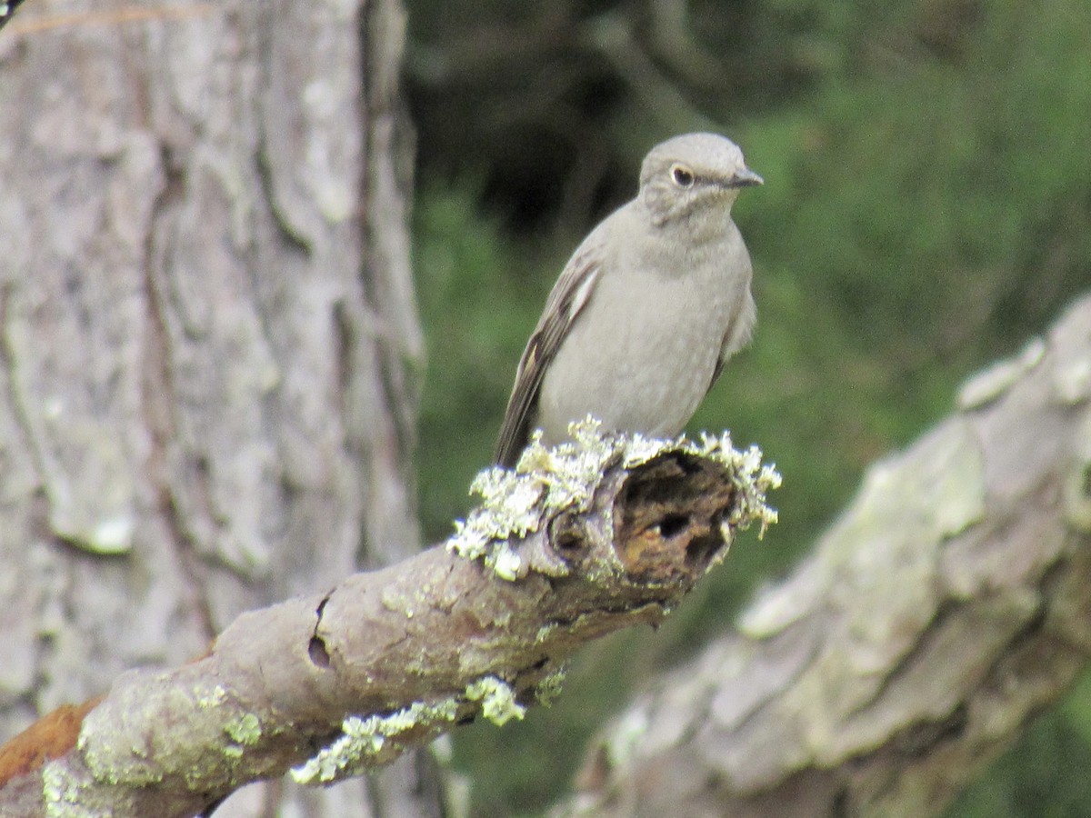 Townsend's Solitaire - ML270079001
