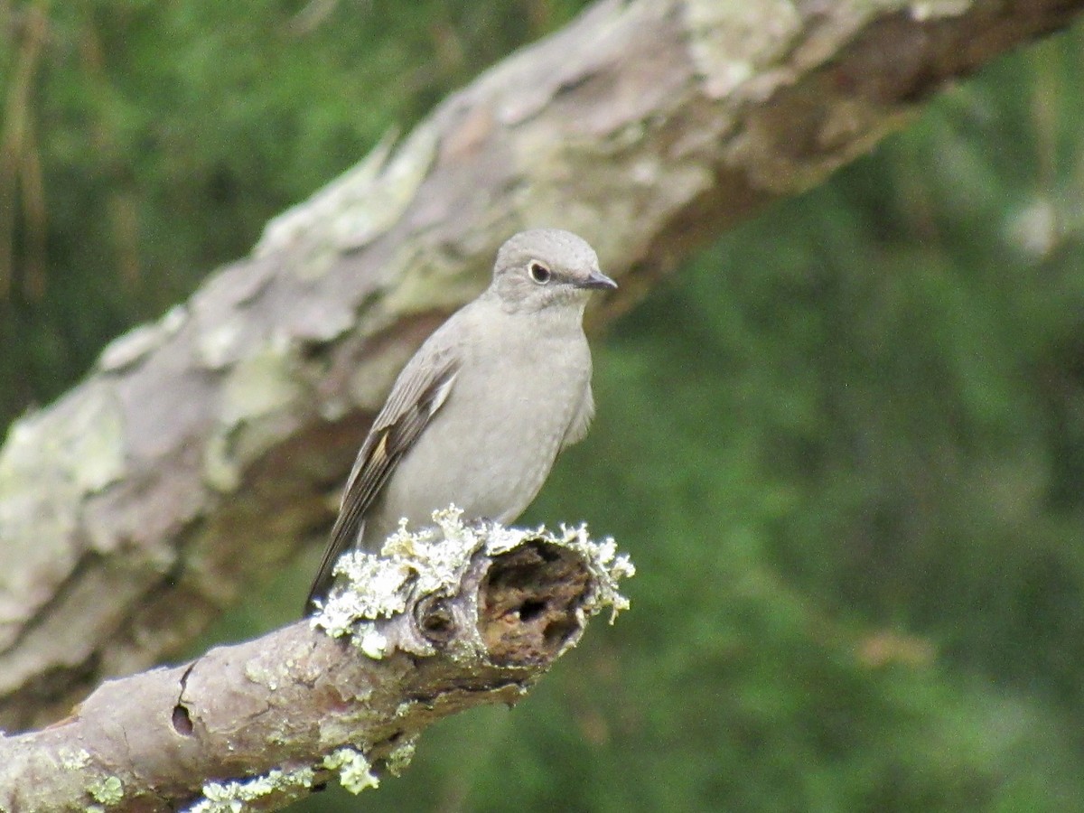 Townsend's Solitaire - ML270079131