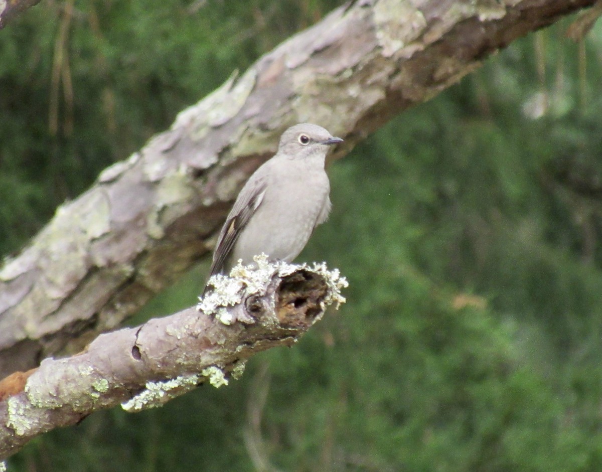 Townsend's Solitaire - ML270079171