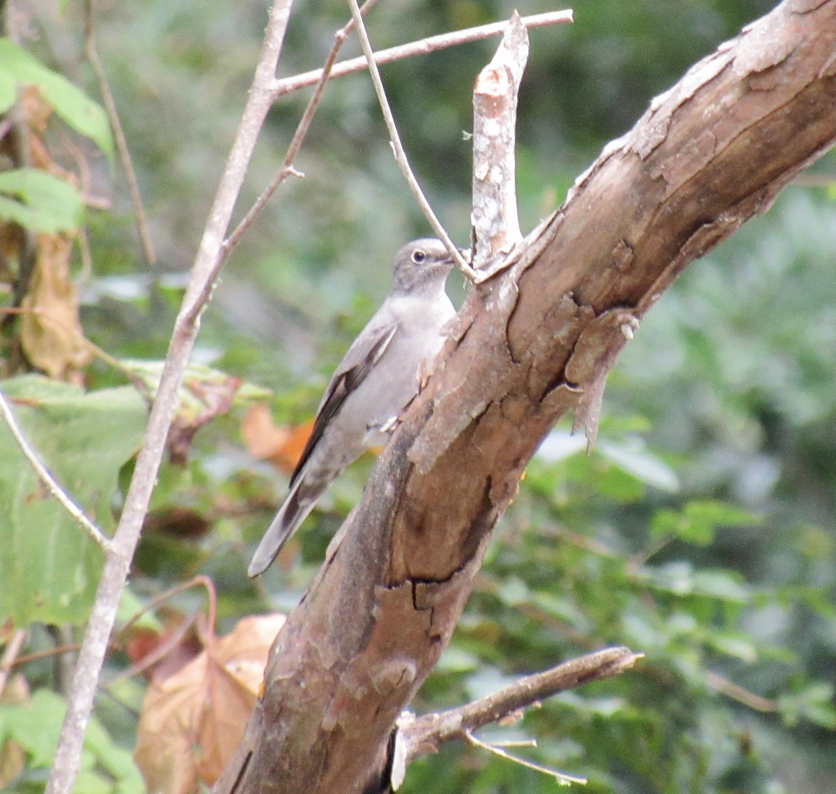 Townsend's Solitaire - ML270079221