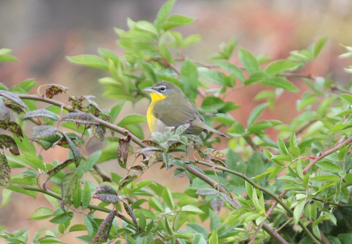 Yellow-breasted Chat - ML270086691