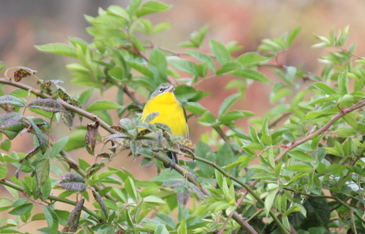 Yellow-breasted Chat - ML270086781