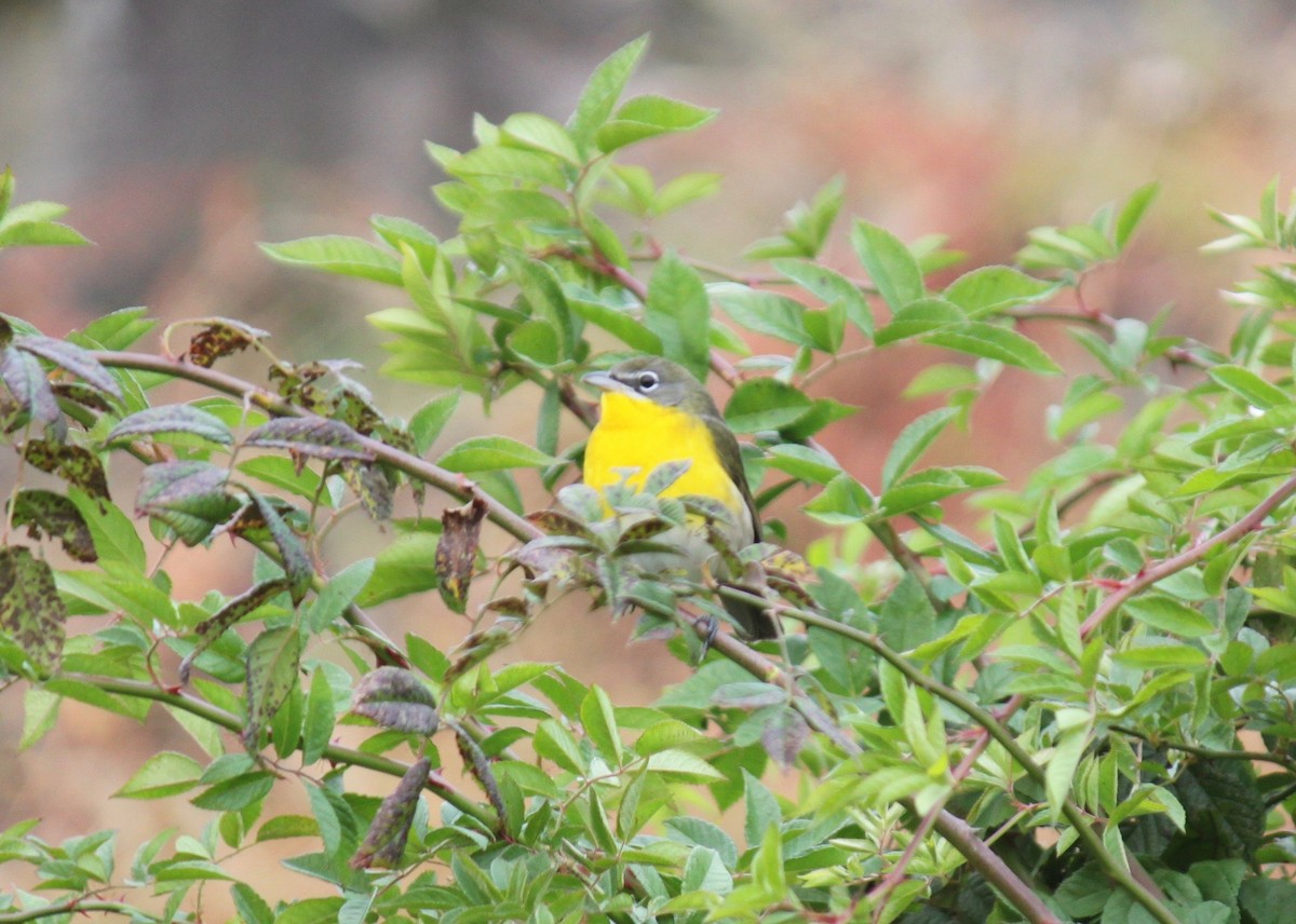 Yellow-breasted Chat - Fred Seifert