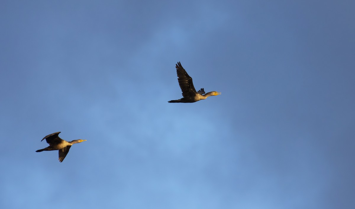 Double-crested Cormorant - ML270088471