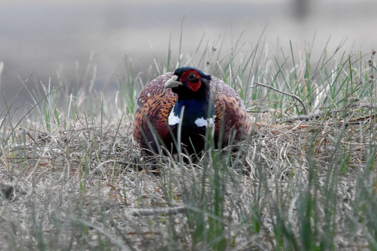 Ring-necked Pheasant - Geoffrey Groom
