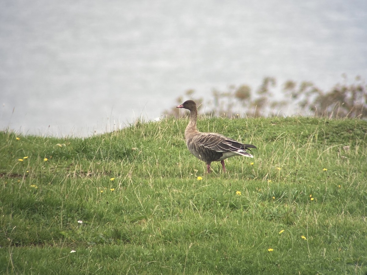 Pink-footed Goose - ML270091251