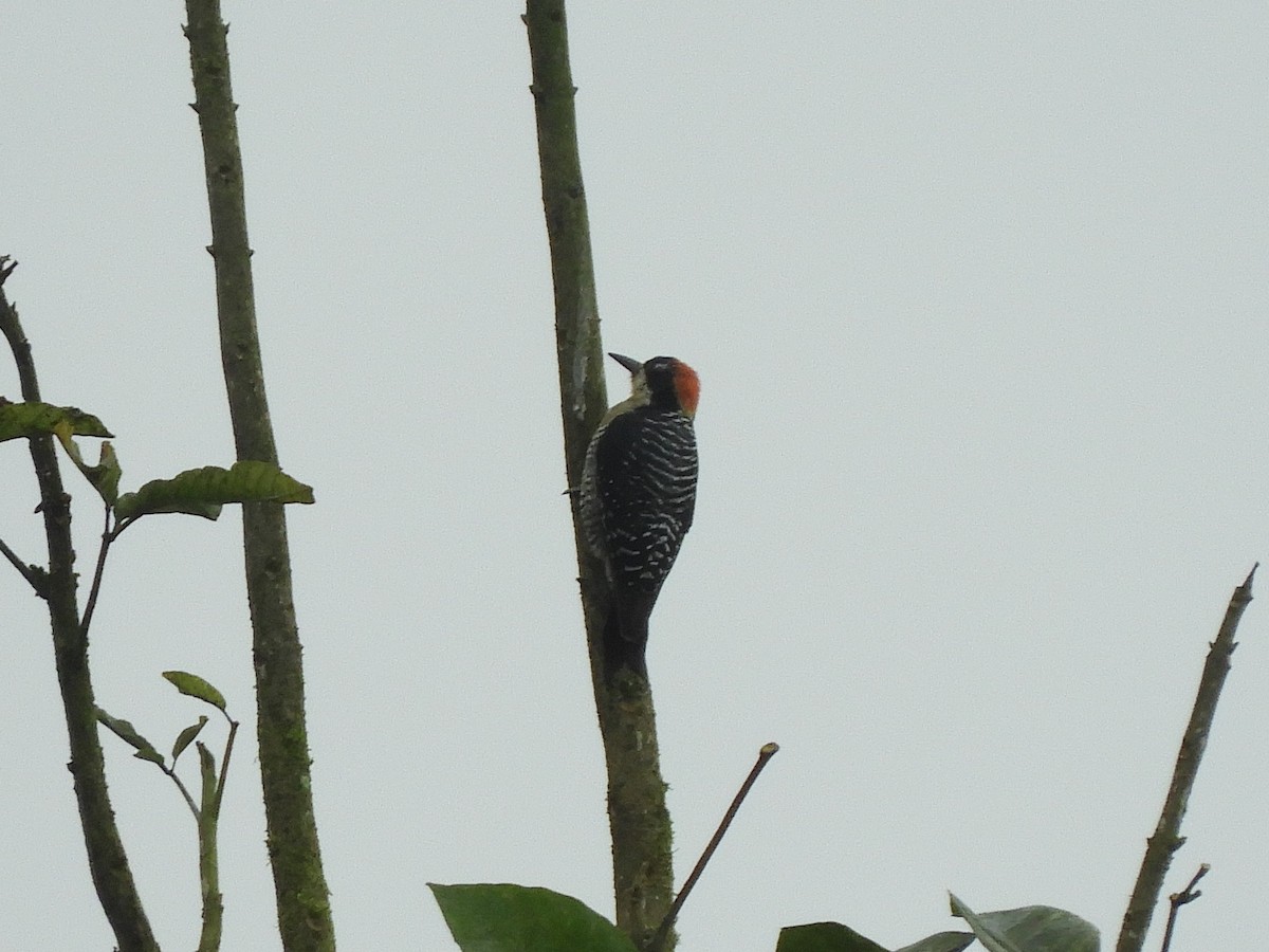 Black-cheeked Woodpecker - ML270091931