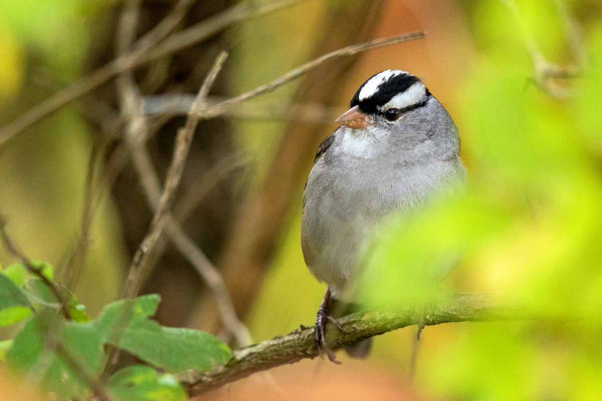 White-crowned Sparrow - ML270101351