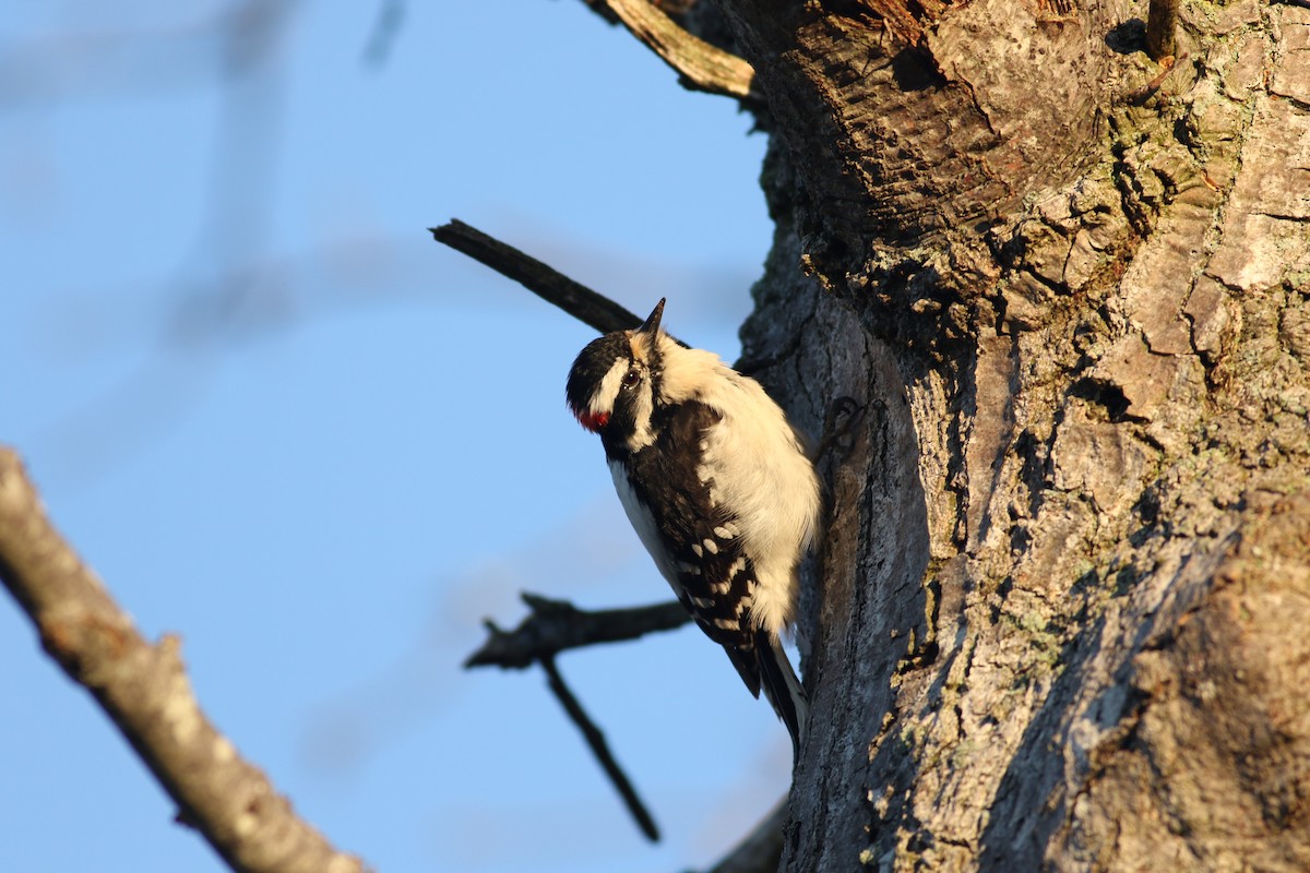 Downy Woodpecker - ML27010191