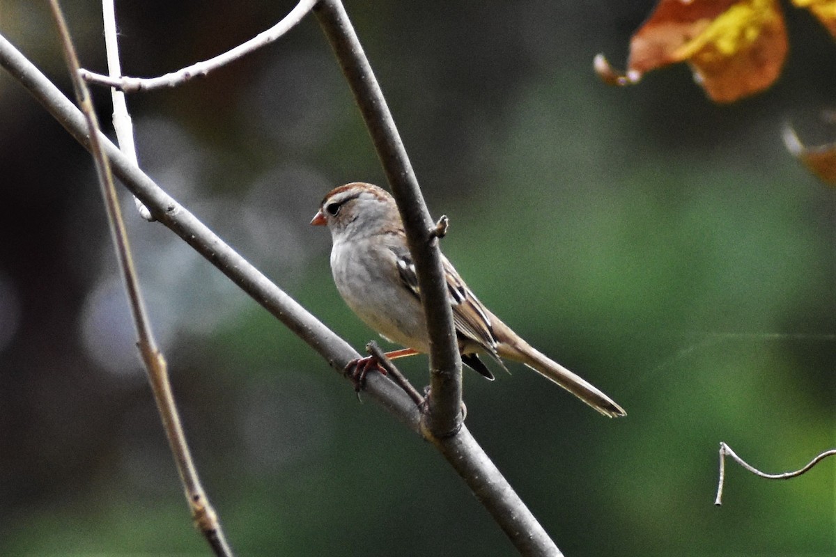 White-crowned Sparrow - ML270108141