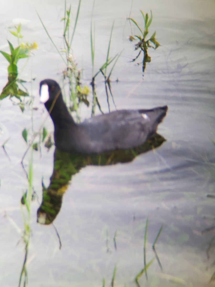 American Coot - Jane Spinney