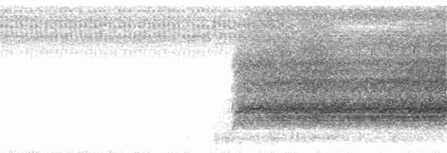 Чёрная сипуха (tenebricosa/arfaki) - ML27010881