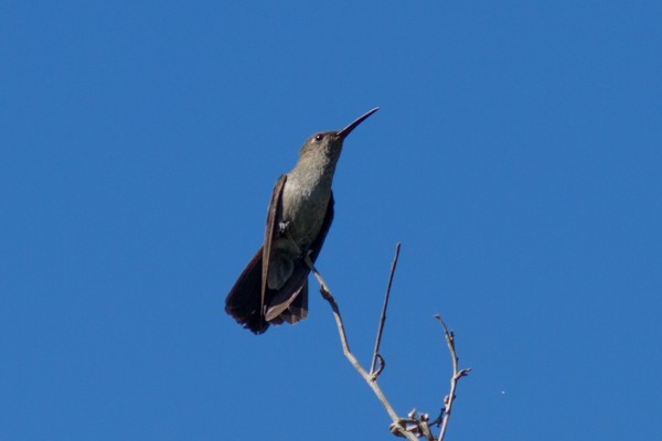 Sombre Hummingbird - Helberth Peixoto