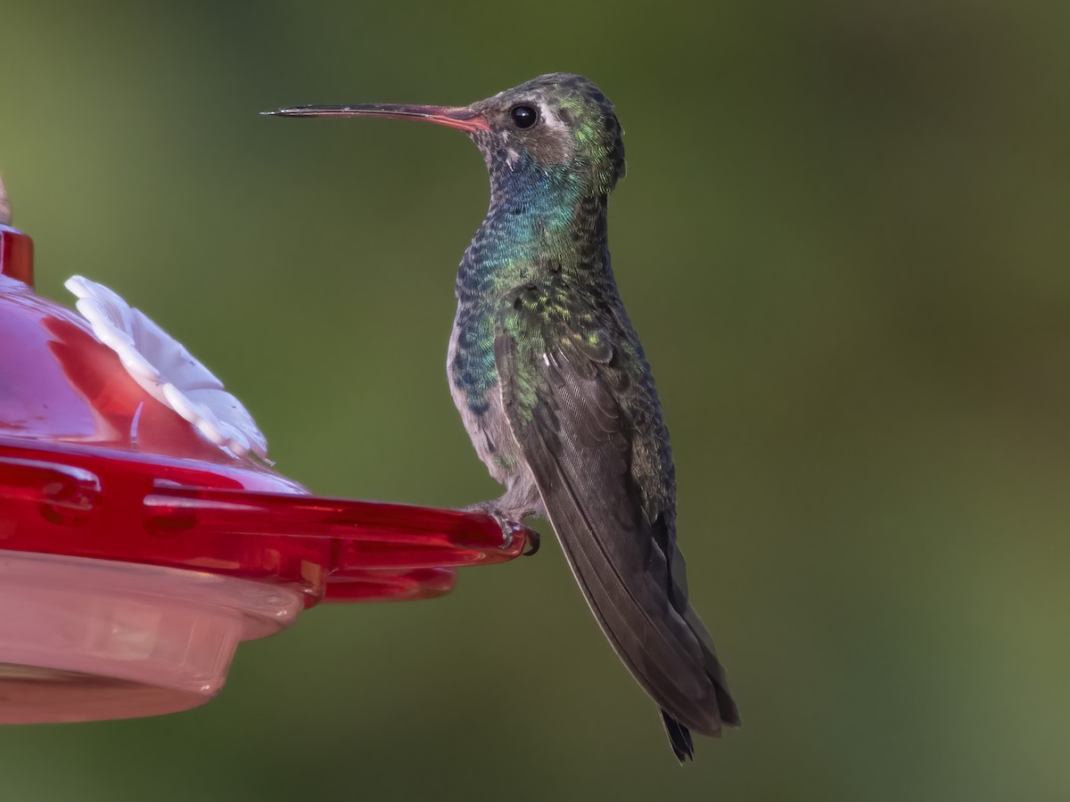 Broad-billed Hummingbird - ML270110501