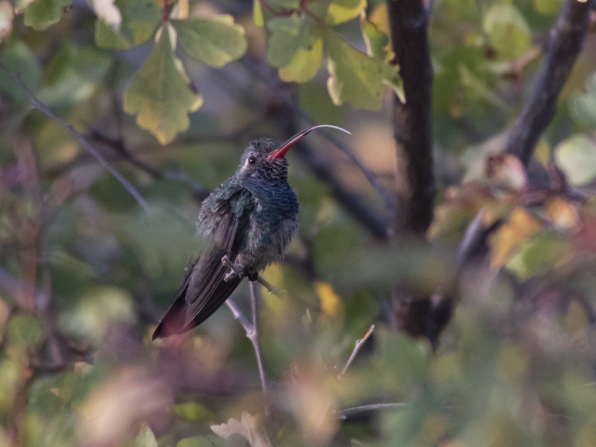 Broad-billed Hummingbird - ML270110551
