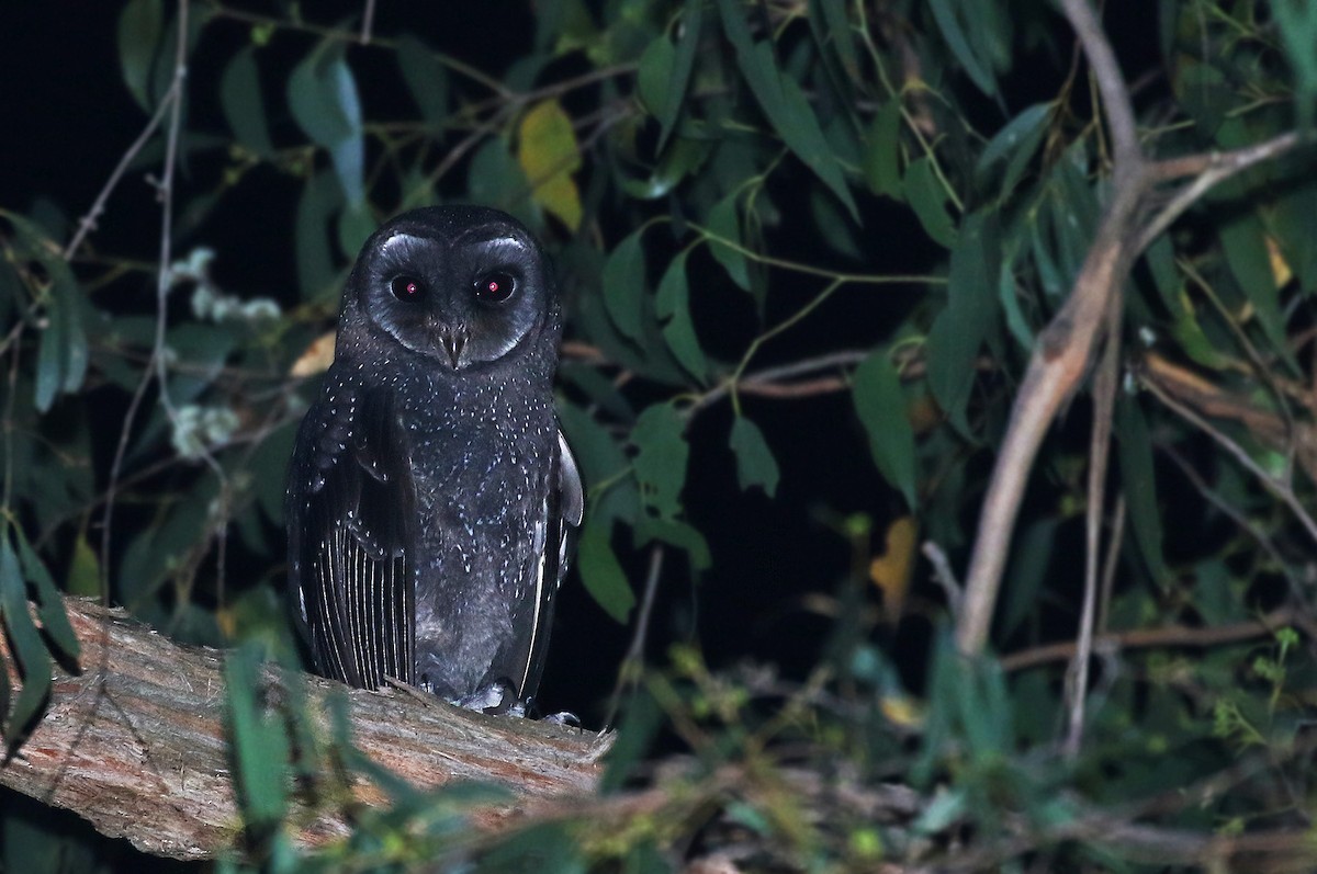 Sooty Owl (Greater) - Andrew Spencer
