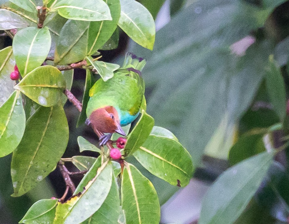 Bay-headed Tanager - ML270113561