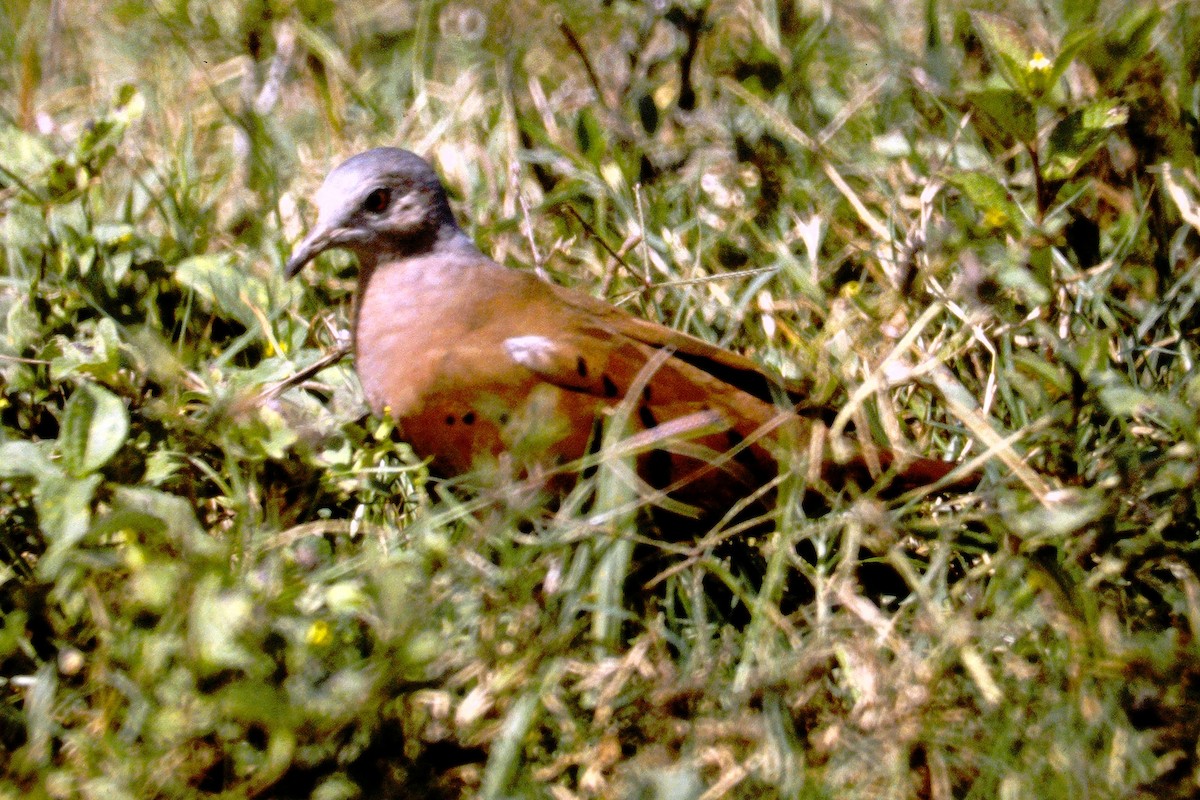 Ruddy Ground Dove - Pamela Hunt