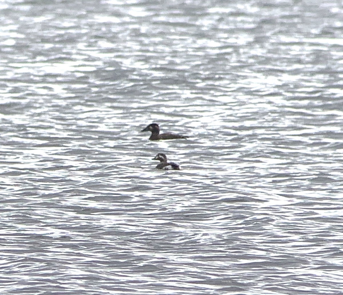 Long-tailed Duck - ML270120211
