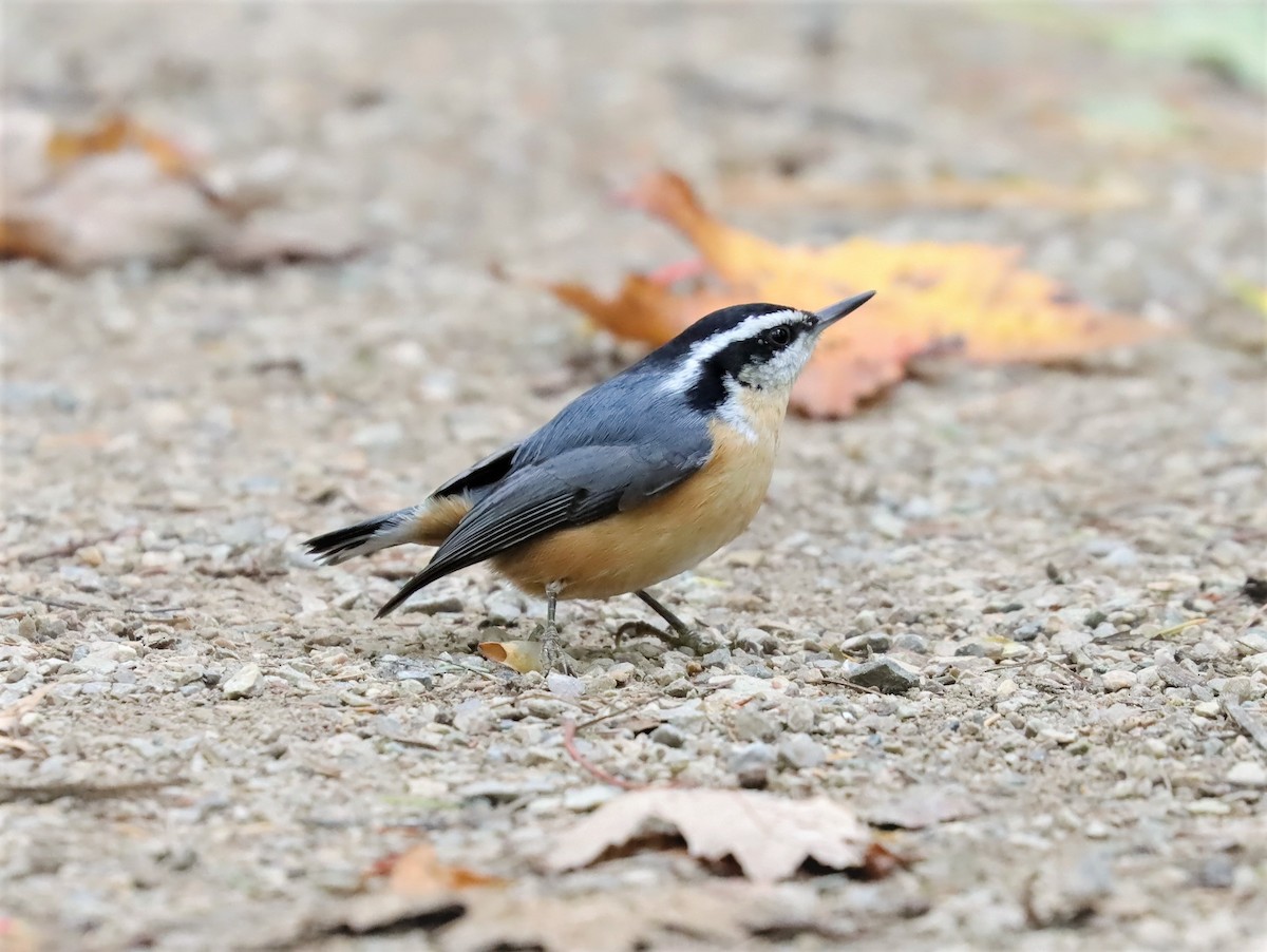 Red-breasted Nuthatch - Yves Scholten