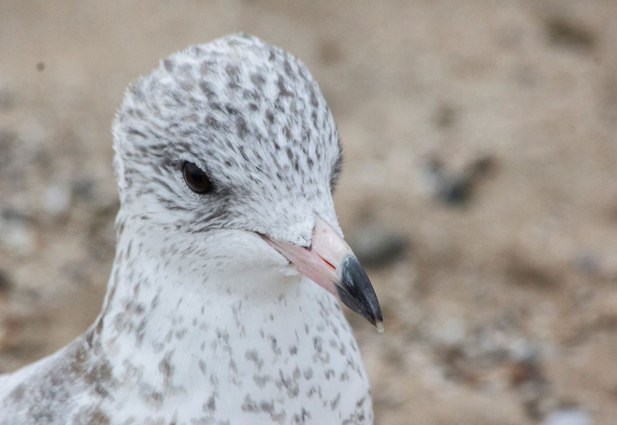 Ring-billed Gull - 🦅 ꙅɒᴎoɔiʜƆ ʏɔɒɿT 🦃