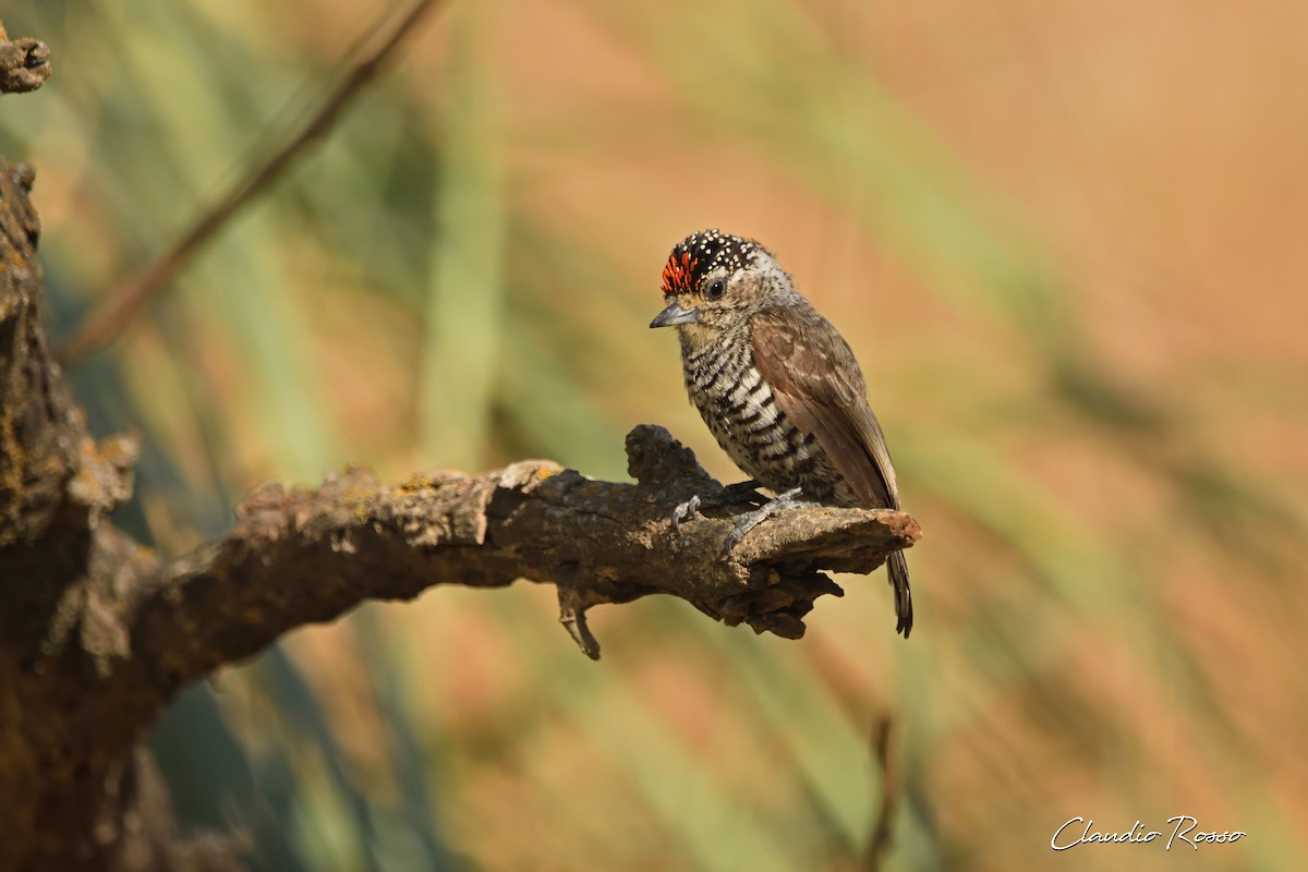 White-barred Piculet - ML270135601