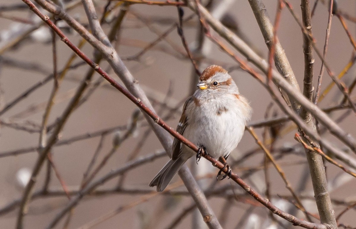 American Tree Sparrow - John Sutton