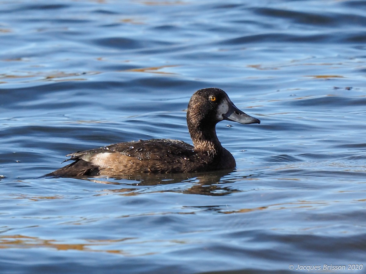 Greater Scaup - Jacques Brisson