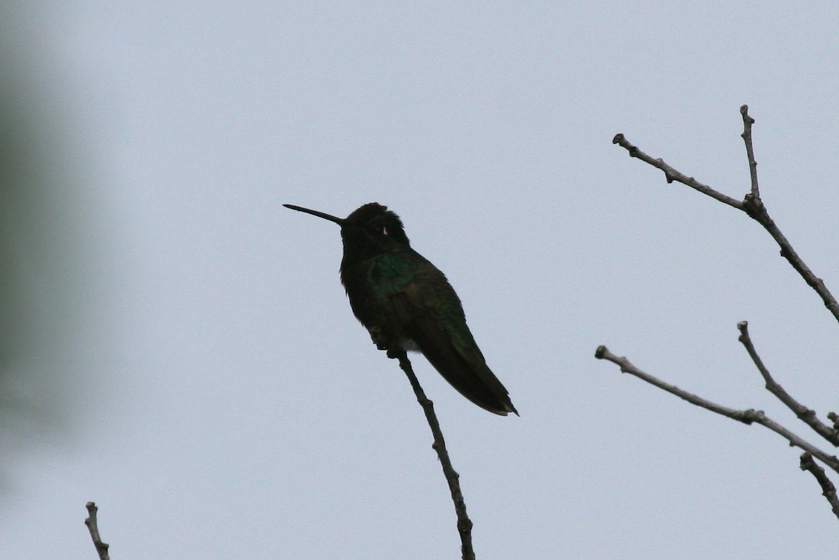Rivoli's Hummingbird - ML270137661