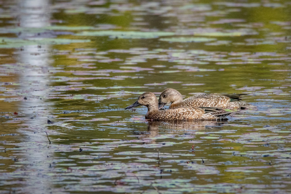 Blue-winged Teal - ML270139531