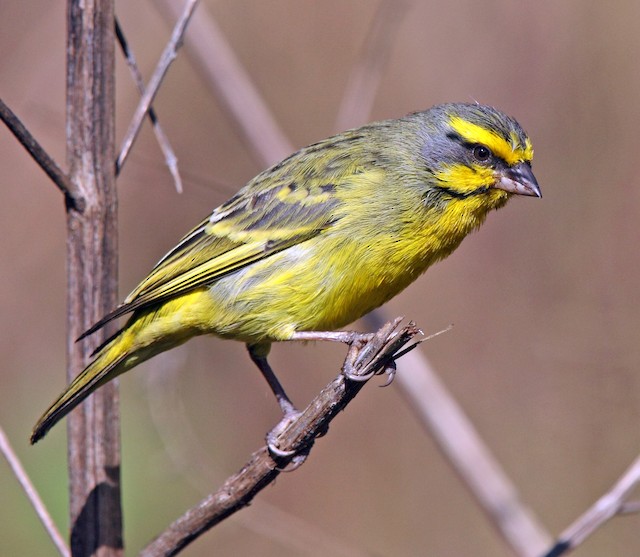 Yellow-fronted Canary - eBird