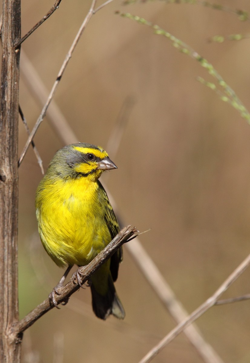 Yellow-fronted Canary - ML270141391