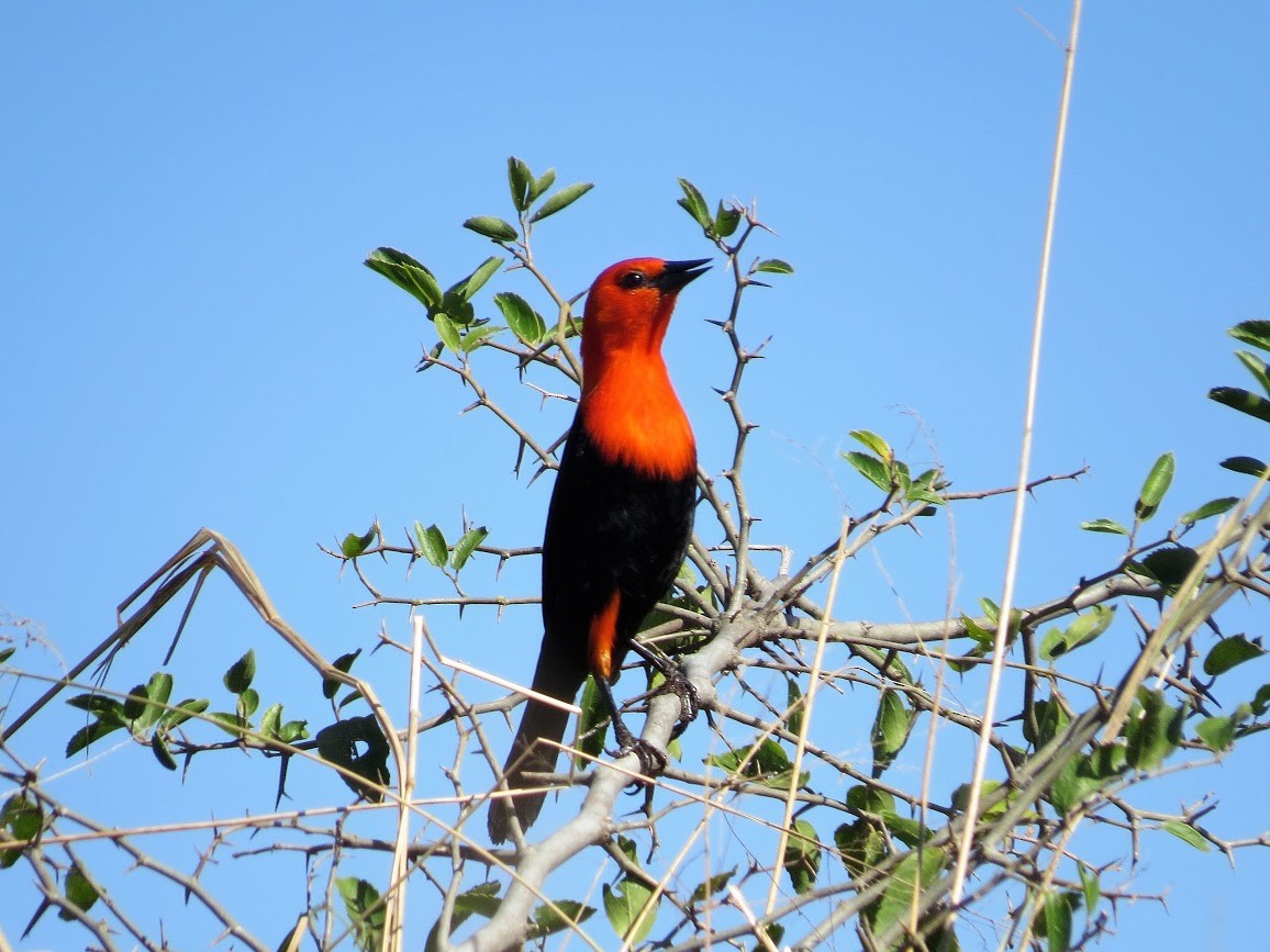 Scarlet-headed Blackbird - ML270141421
