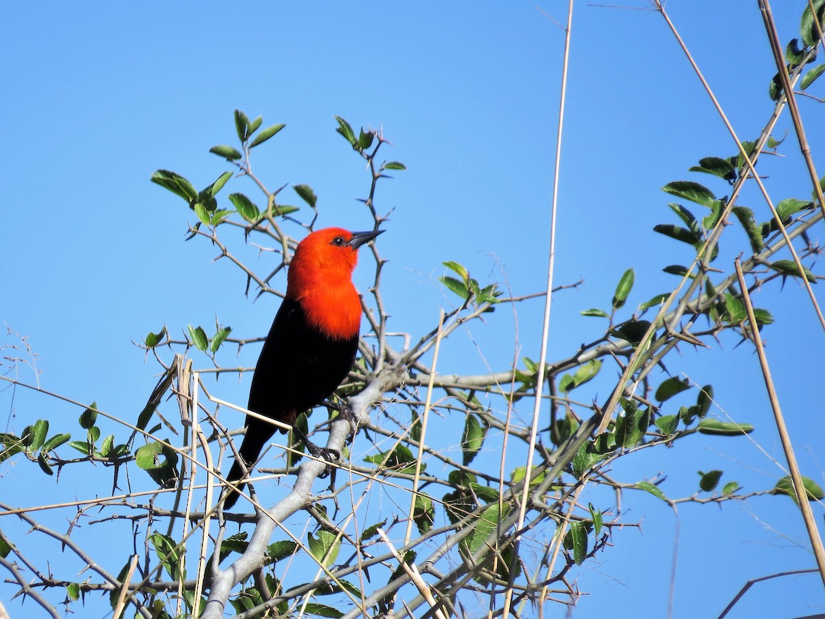 Scarlet-headed Blackbird - ML270141491
